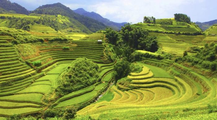Pù Luông mùa lúa chín