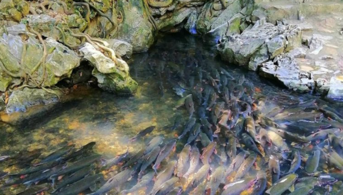 Suối cá thần Cẩm Lương 