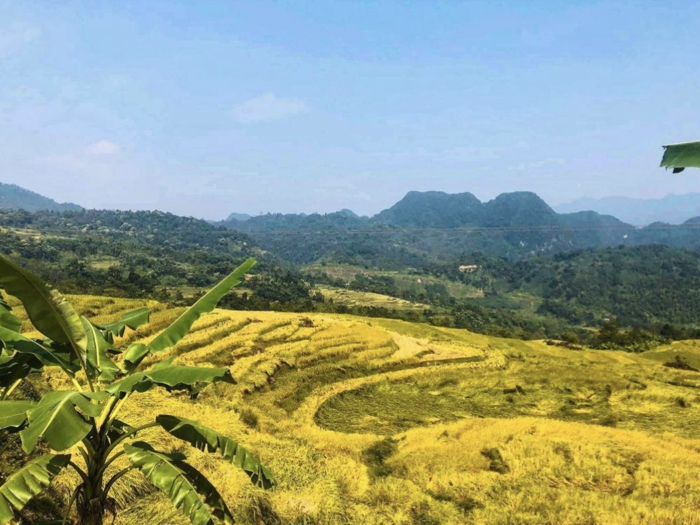 Hình ảnh Thanh Hóa mùa lúa chín