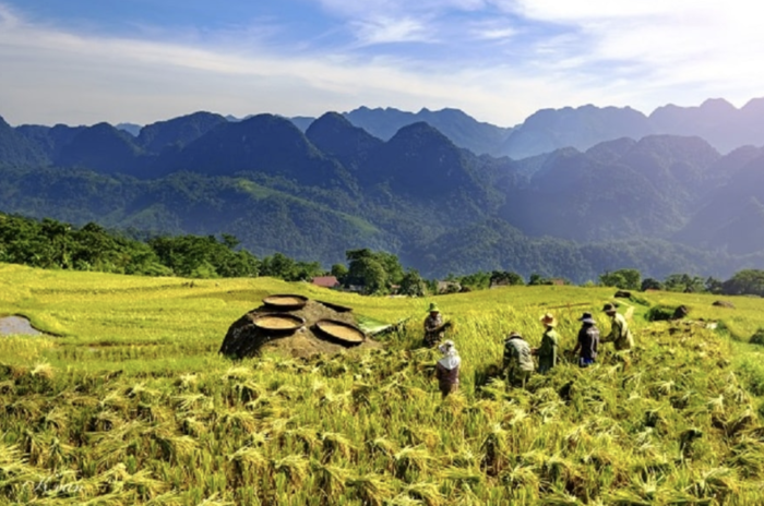 Khung cảnh mùa lúa chín tại Bá Thước