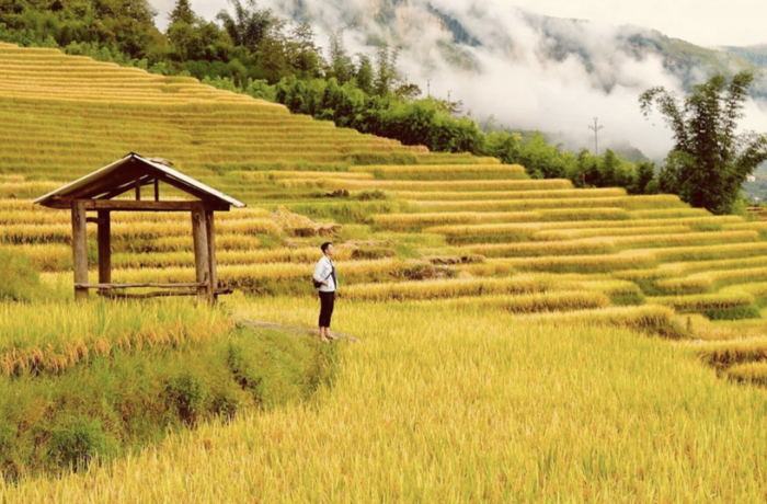 Mùa lúa chín tại Thọ Xuân