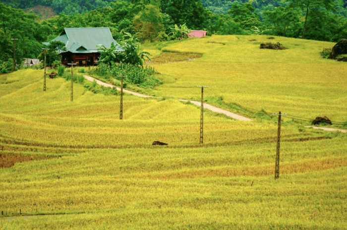 Bức tranh Pù Luông mùa lúa chín