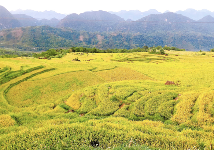 Mùa lúa chín ở Thanh Hoá