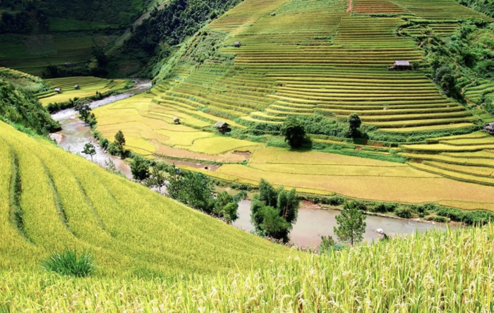 Hình ảnh cánh đồng lúa chín tại Thanh Hoá