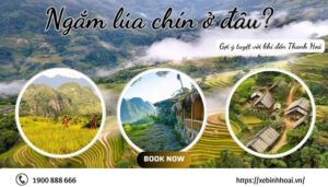 Ngắm lúa chín ở đâu