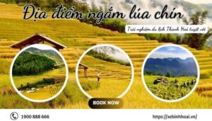Địa điểm ngắm lúa chín