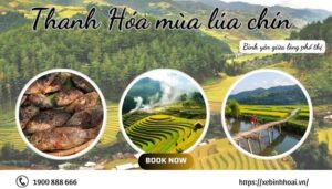 Thanh Hoá mùa lúa chín